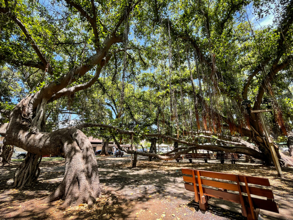 Banyan Trees at Lāhainā Banyan Court Park