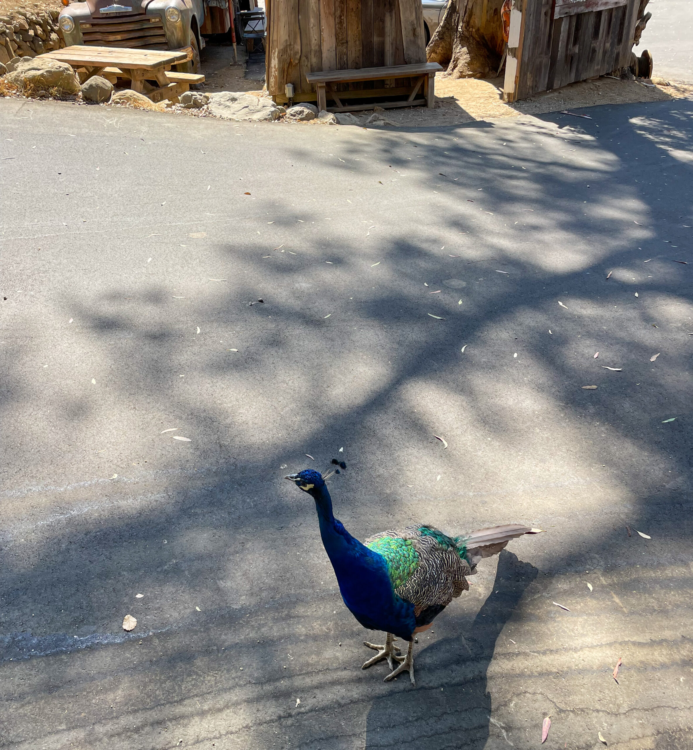 Peacock roaming the grounds