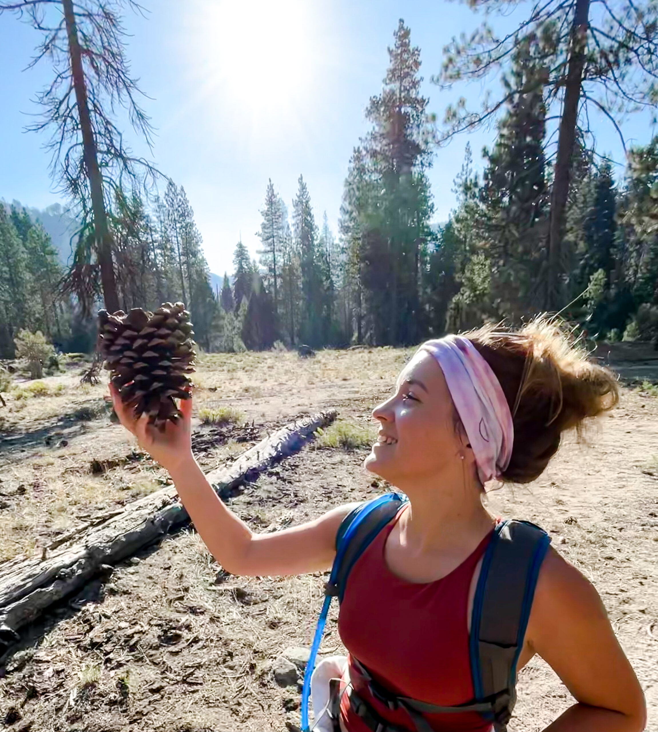 Large pinecone on the Half Dome Trail