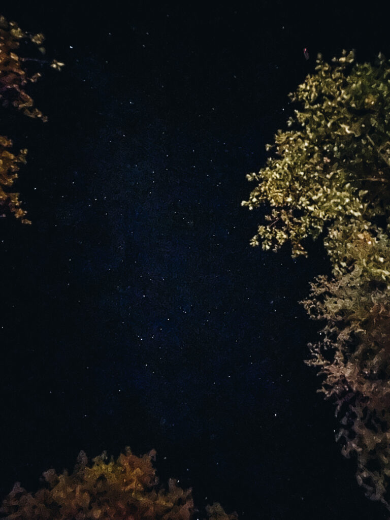 Stars at the campground of Autcamp Yosemite, part of Autocamp Yosemite review blog