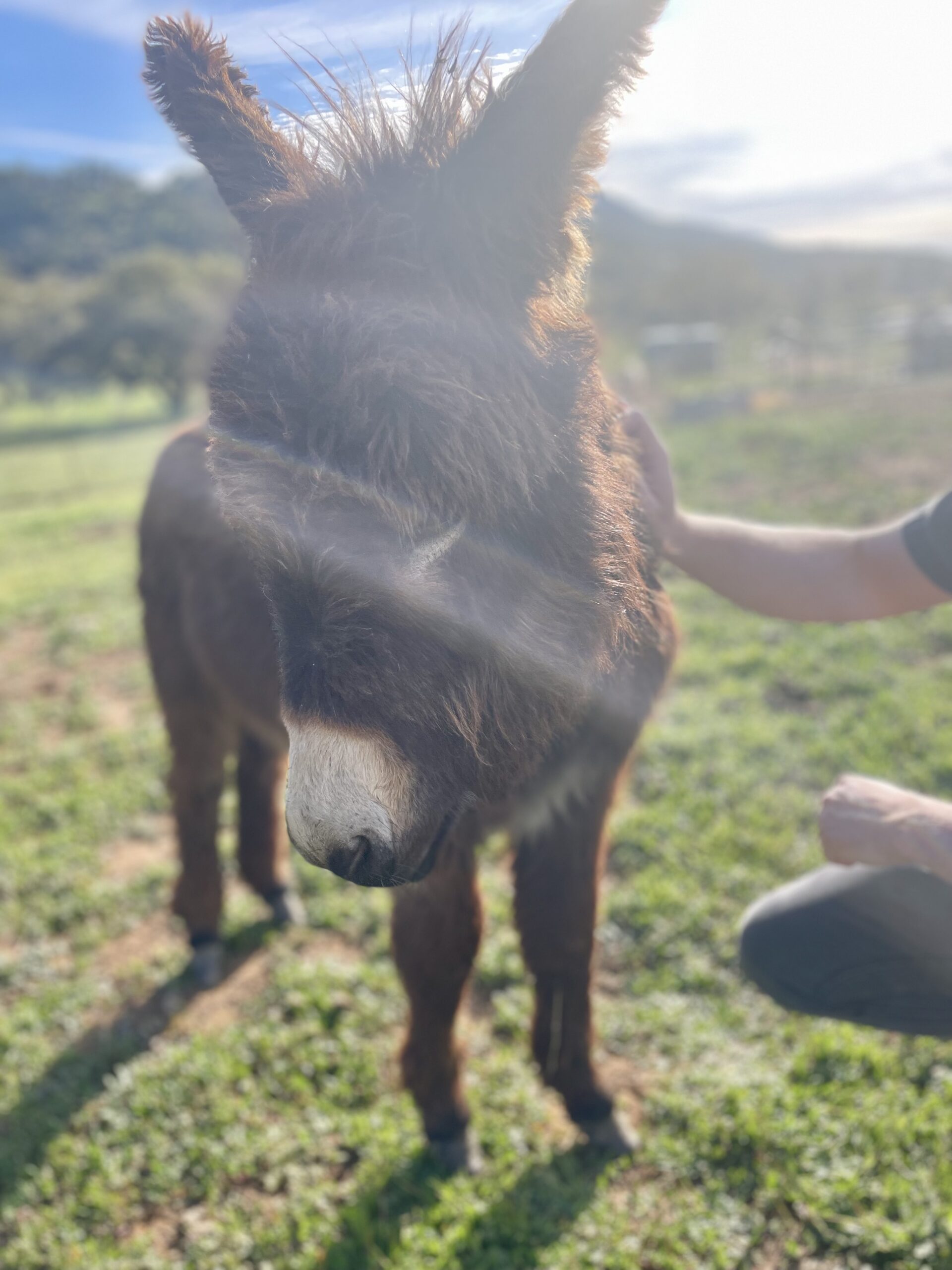 baby donkey