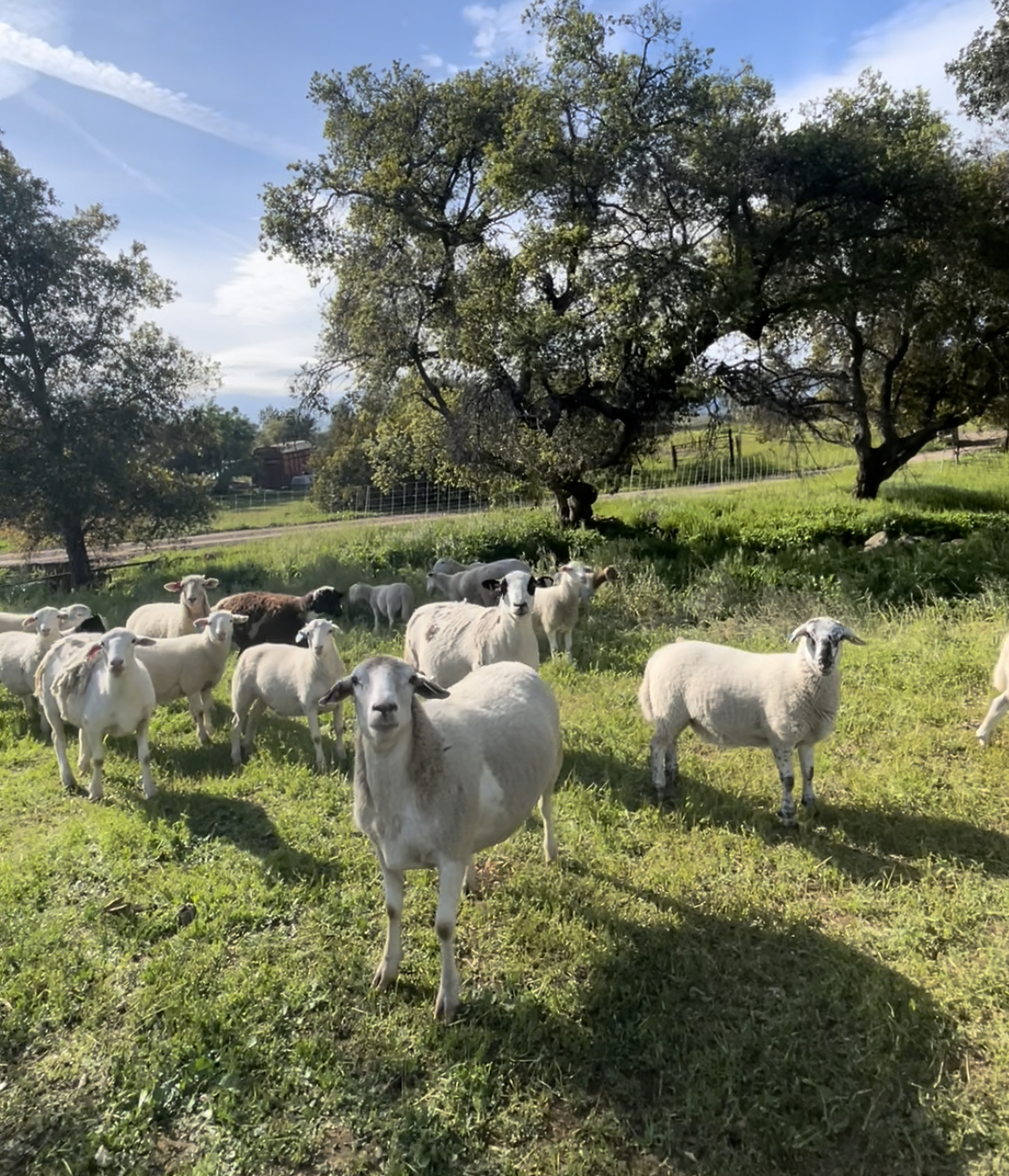 sheep in a field