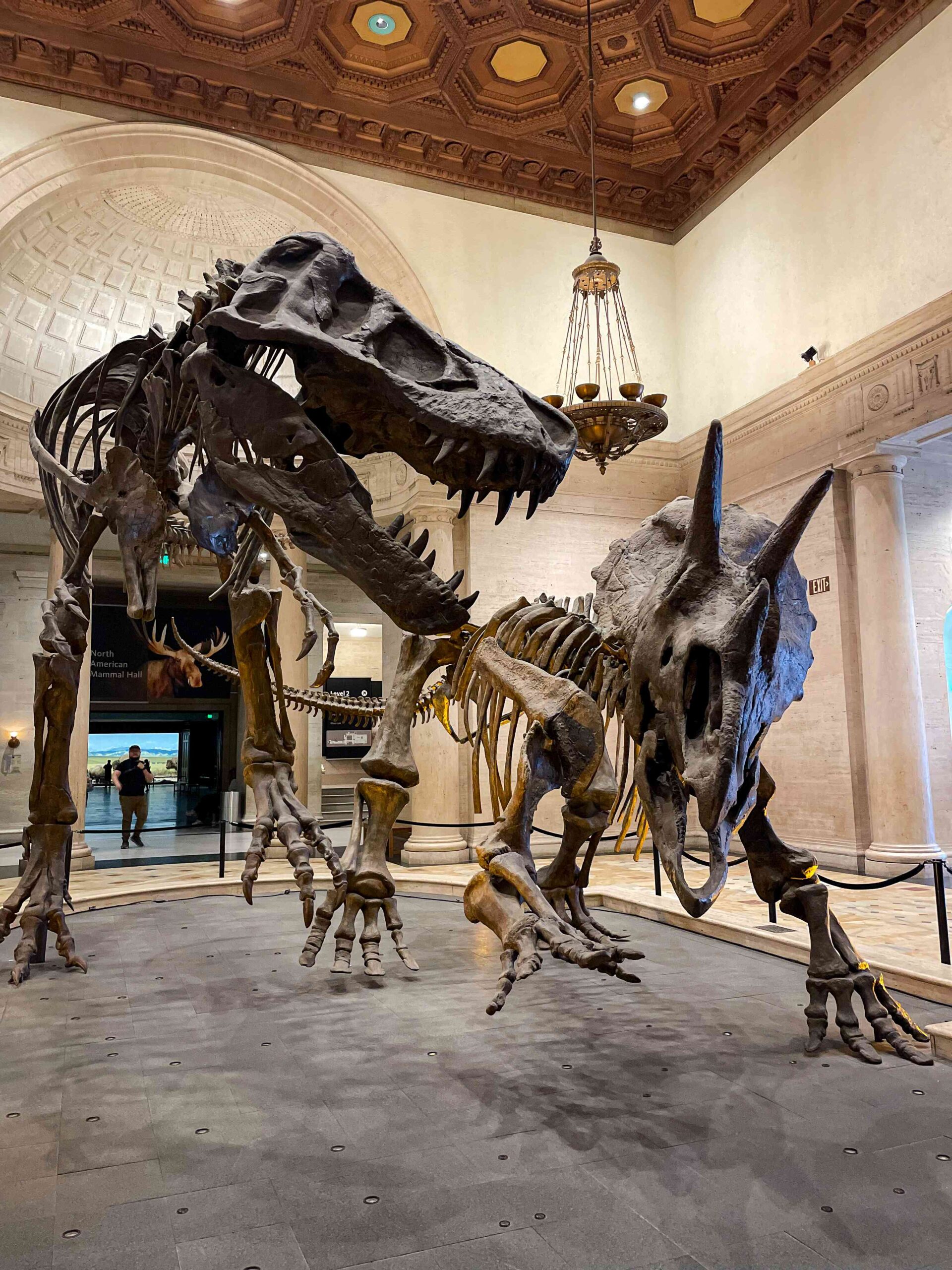 Dinosaur Bones at Natural History Museum