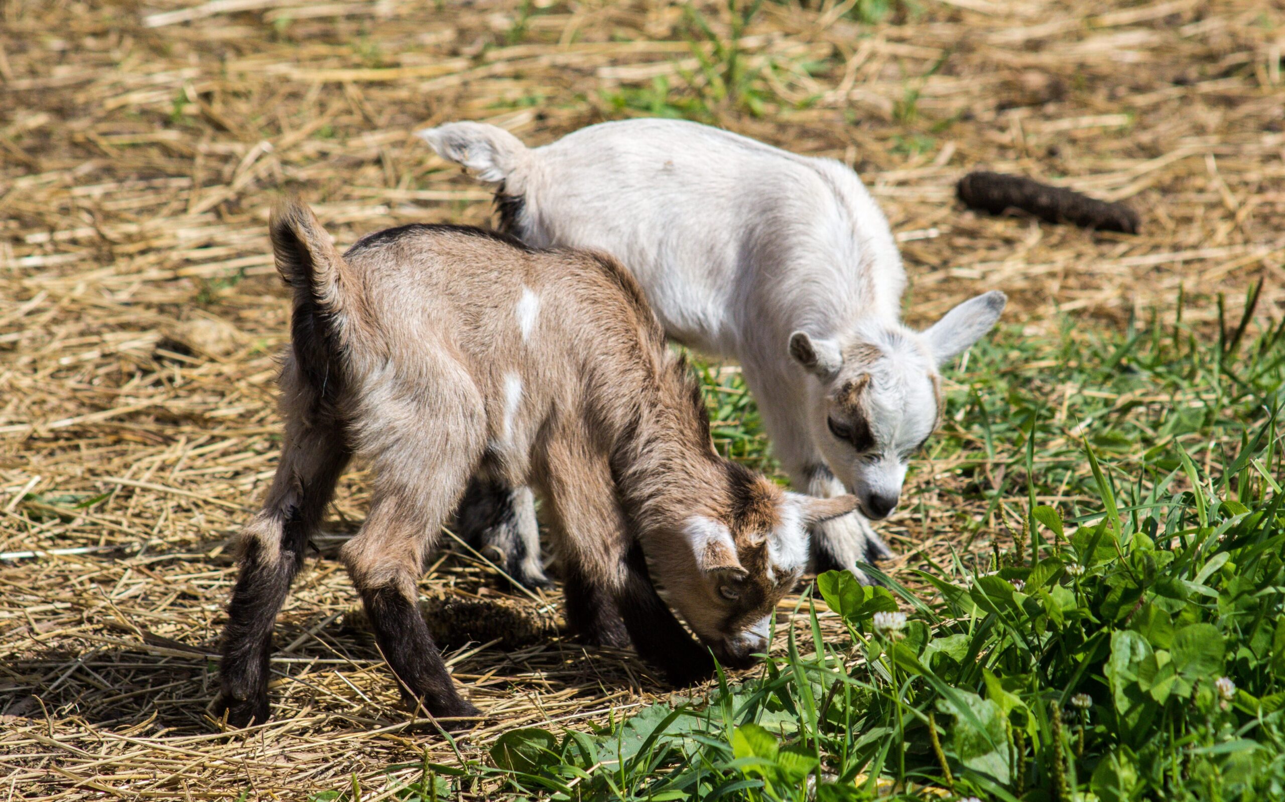 Two baby goats on a farm