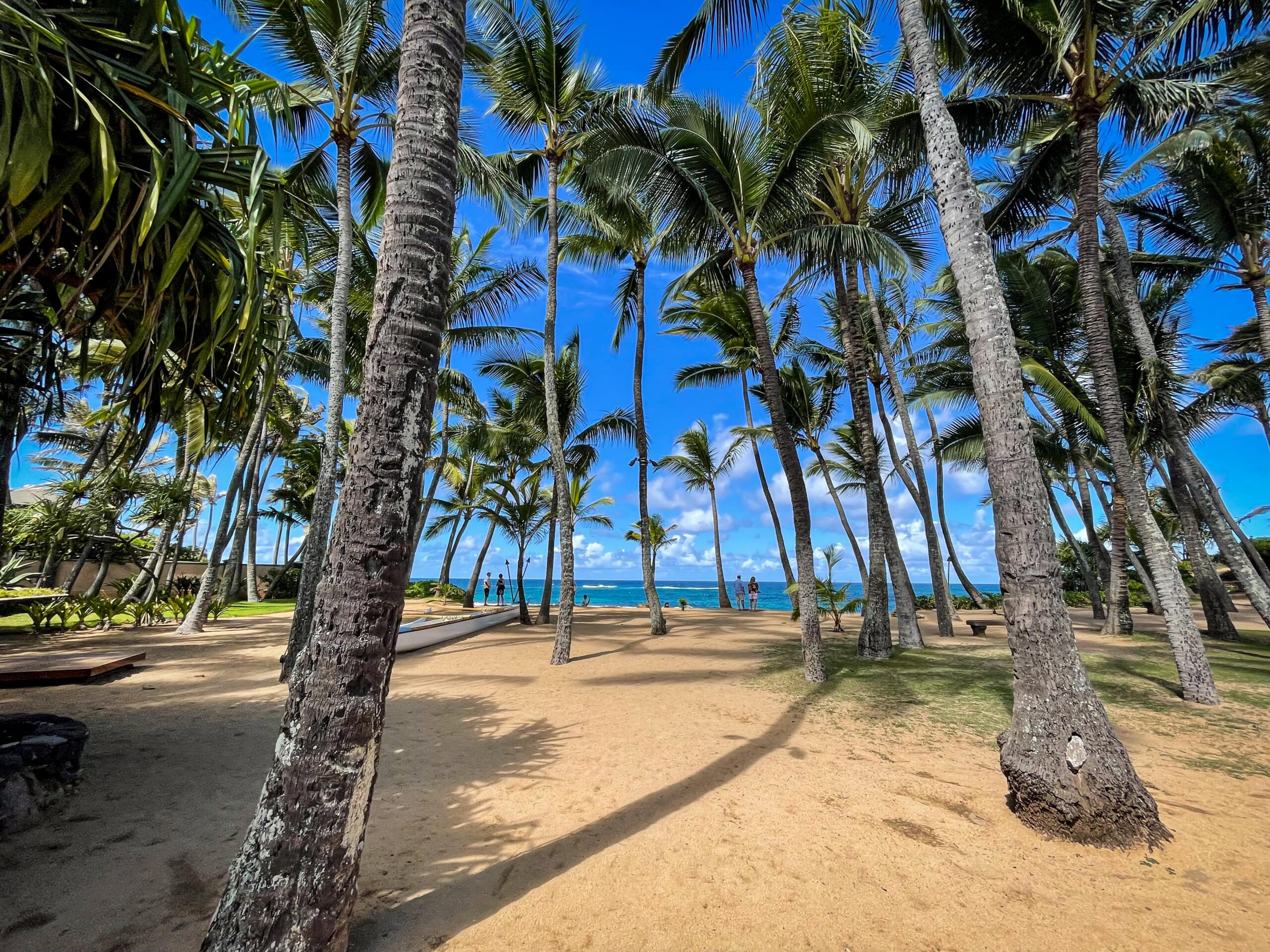 View from Mama's Fish House Maui: palm trees and ocean