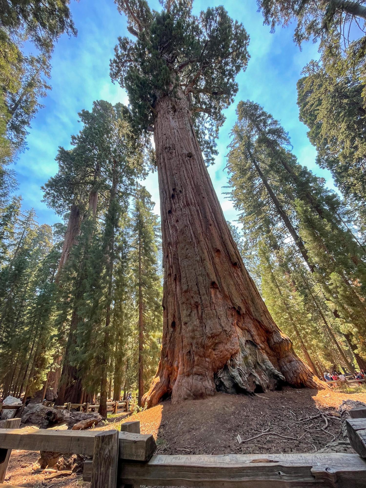 General Sherman Tree