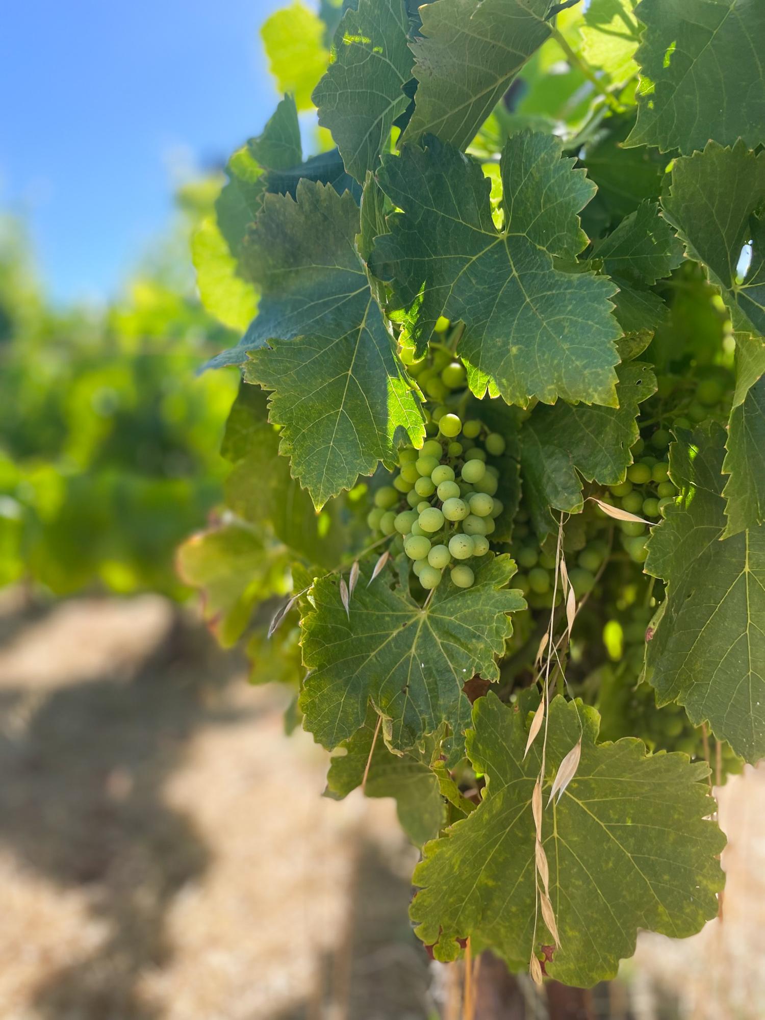 Grapes on the vineyard at Rideau