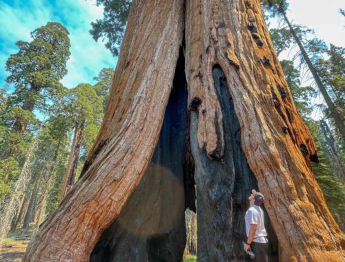 man standing by giant sequoia tree