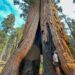 man standing by giant sequoia tree