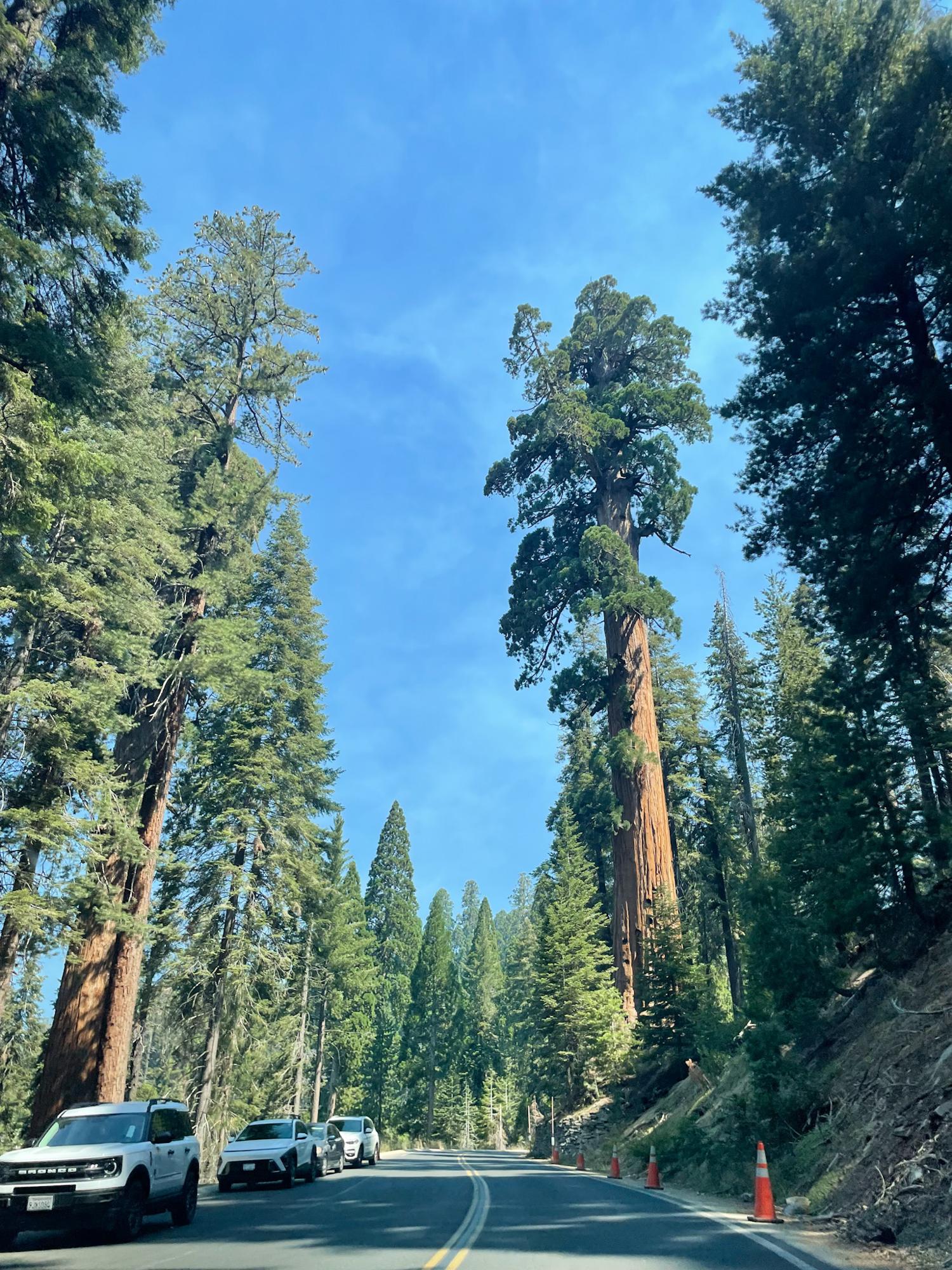 Sequoia National Park drive