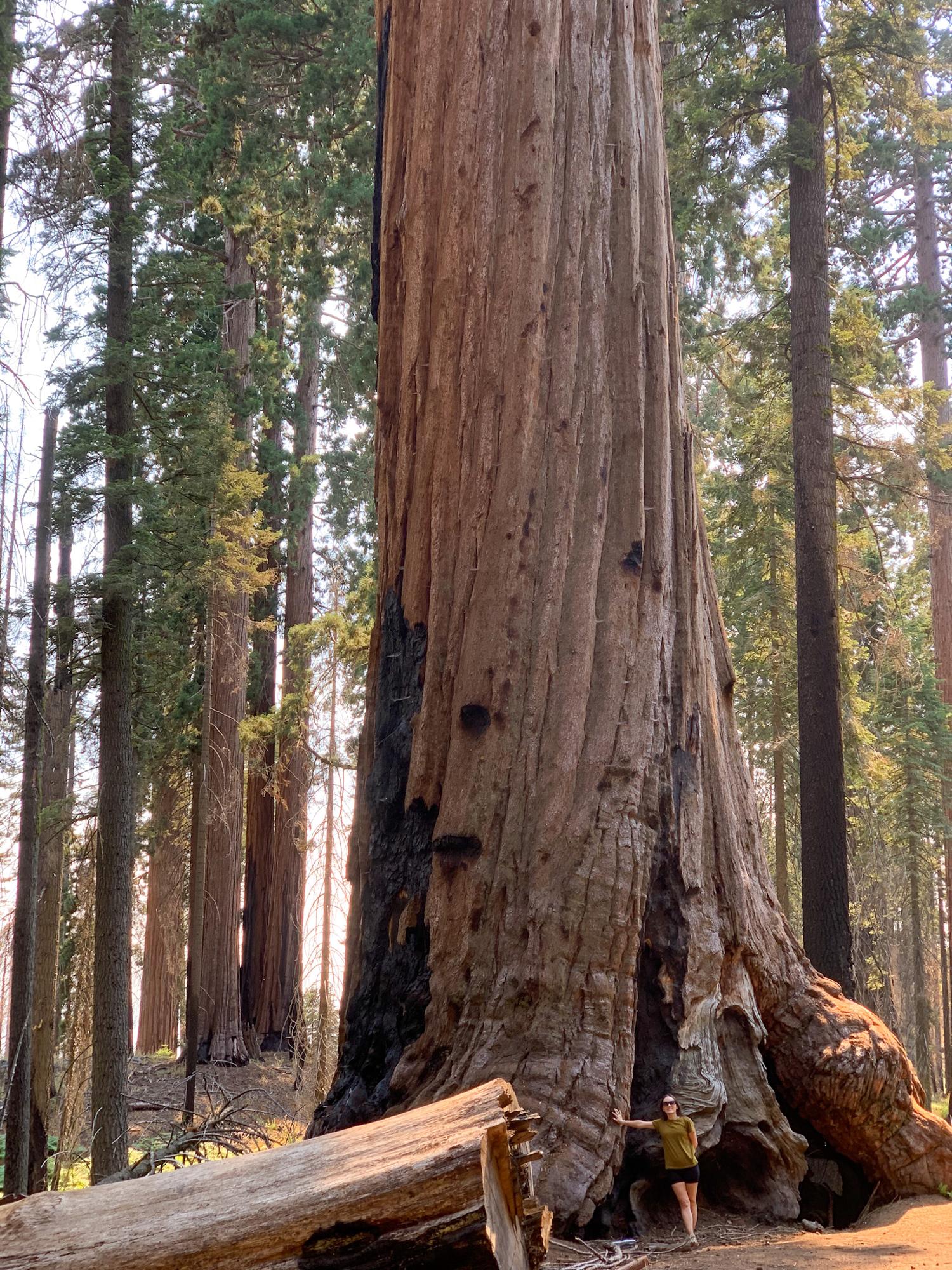 Girl standing beside a giant Sequoia tree